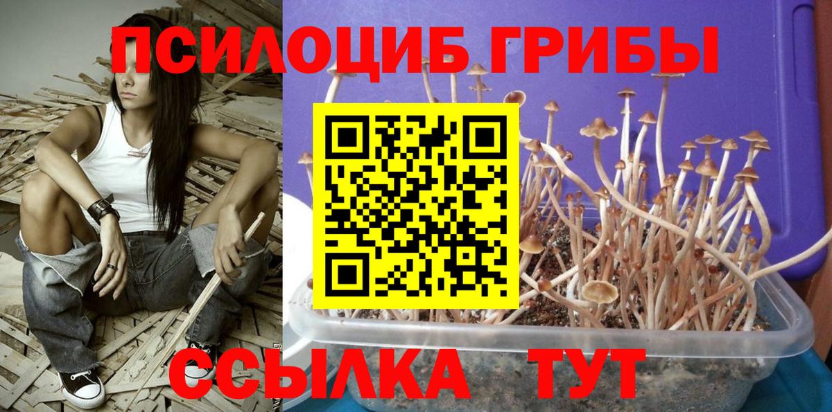 Псилоцибиновые грибы Cubensis  Вход с VPN  где найти   Северобайкальск 